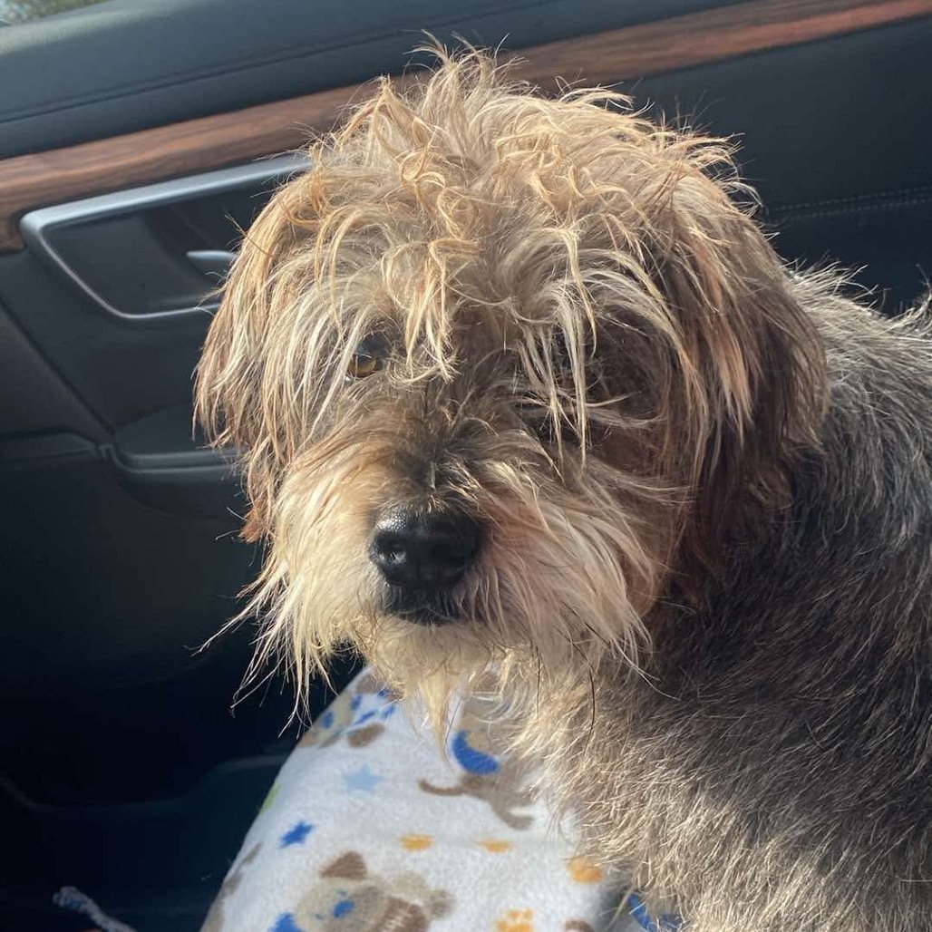 Toby, an adoptable Schnauzer, Shih Tzu in Bartlett, TN, 38133 | Photo Image 2