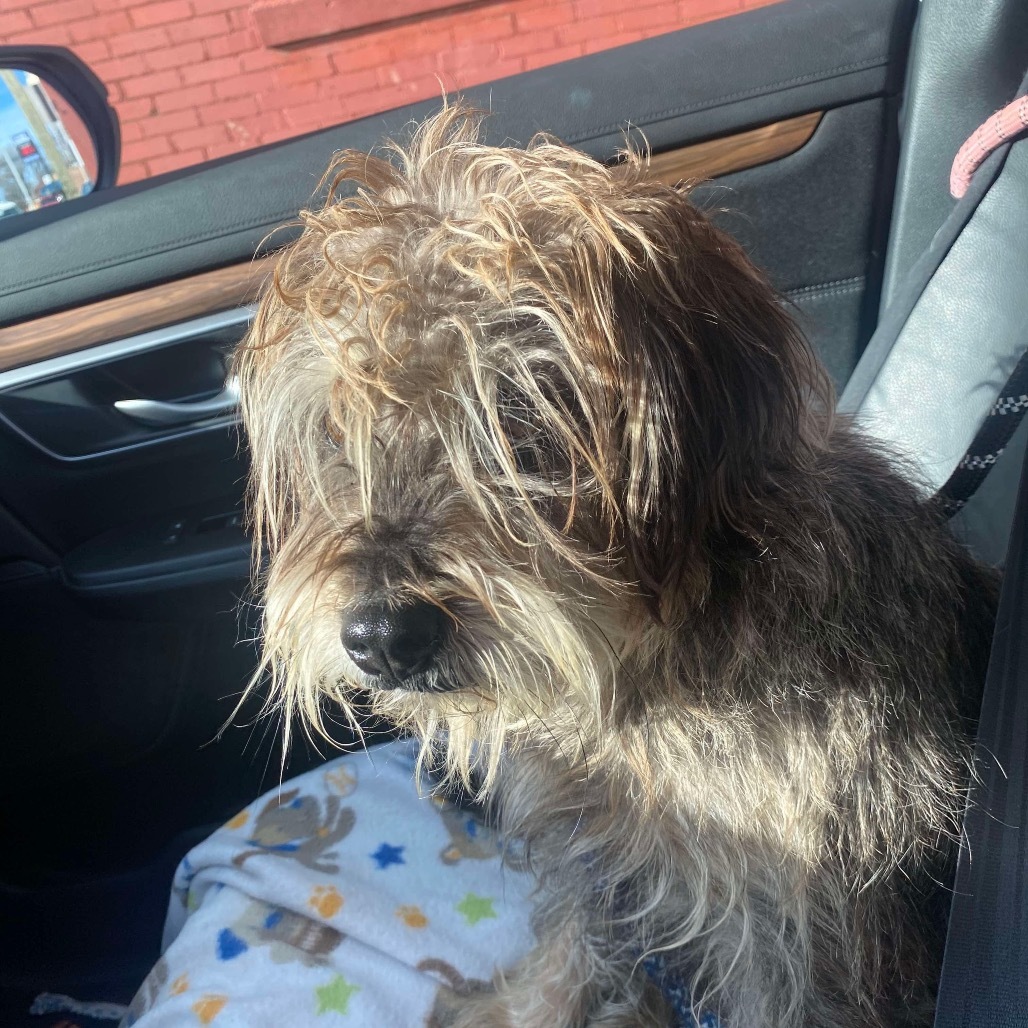 Toby, an adoptable Schnauzer, Shih Tzu in Bartlett, TN, 38133 | Photo Image 3