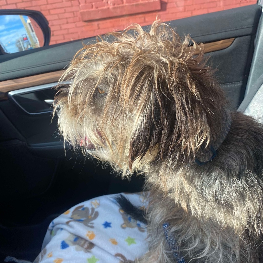 Toby, an adoptable Schnauzer, Shih Tzu in Bartlett, TN, 38133 | Photo Image 4