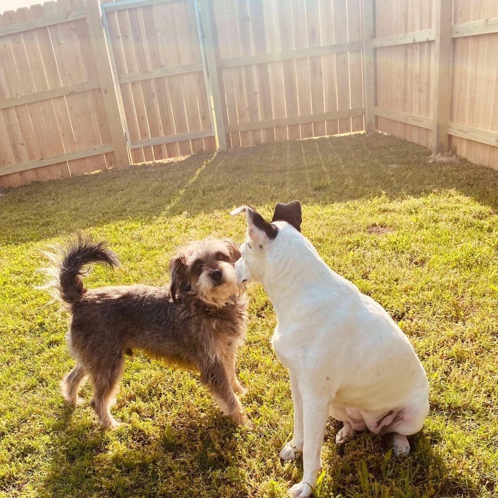 Toby, an adoptable Schnauzer, Shih Tzu in Bartlett, TN, 38133 | Photo Image 5