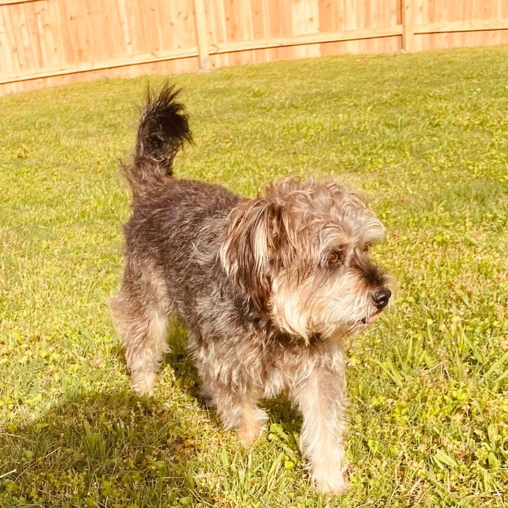 Toby, an adoptable Schnauzer, Shih Tzu in Bartlett, TN, 38133 | Photo Image 6