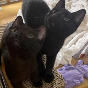 Yum Yum, Baby Female Domestic Short Hair