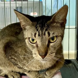 Michi, Young Male Domestic Short Hair