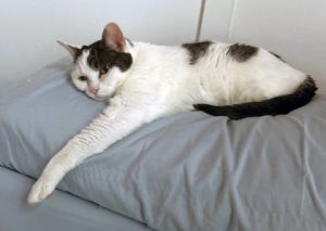 Penelope (in foster), Senior Female Domestic Short Hair