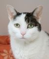 Penelope (in foster) photo 2