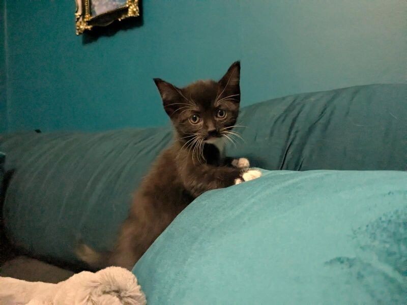 Portabella
