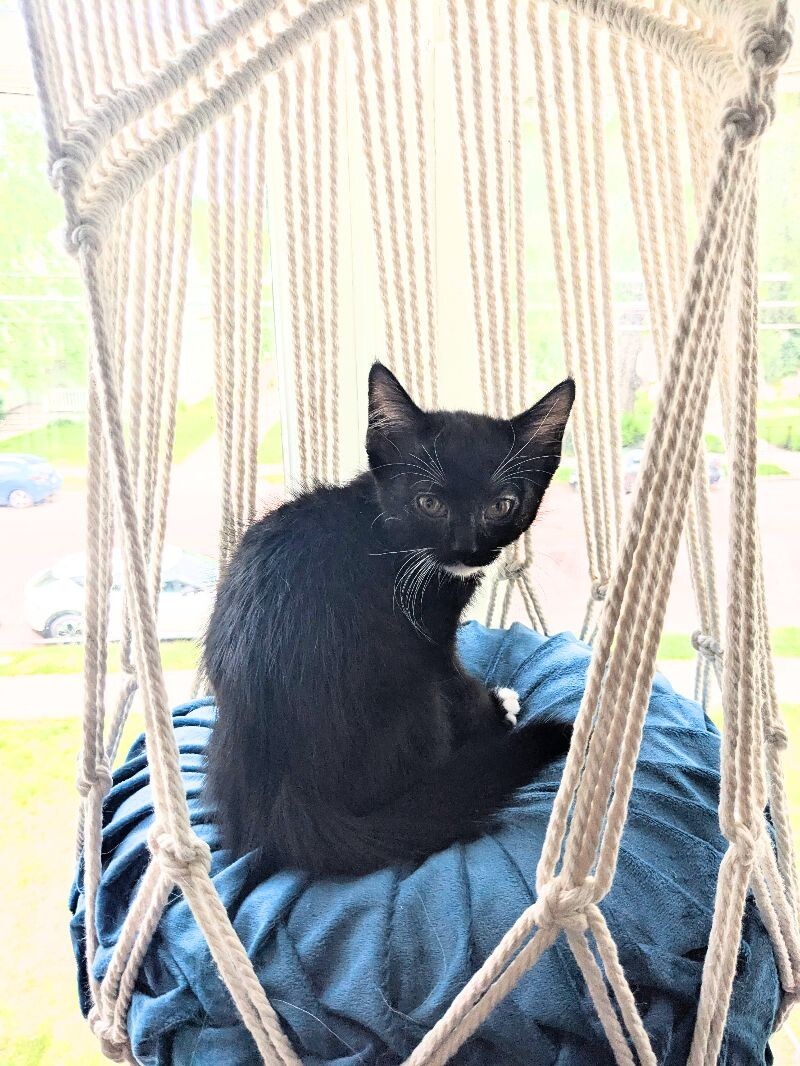 Portabella