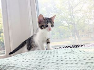 Truffle, Young Male Domestic Short Hair
