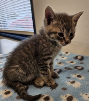 Skippy, Baby Male Domestic Short Hair