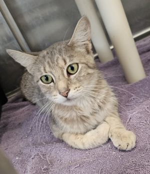 Clarity, Adult Female Domestic Short Hair