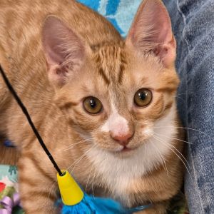 Dale, Baby Male Domestic Short Hair