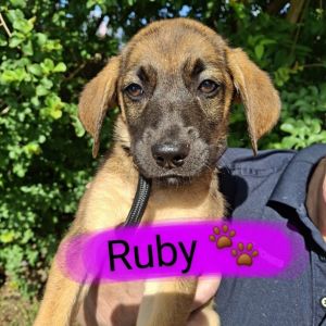 Ruby 2025 German Shepherd Dog Dog