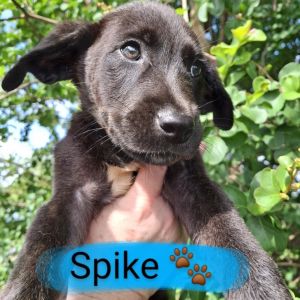 Spike 2025 Black Labrador Retriever Dog