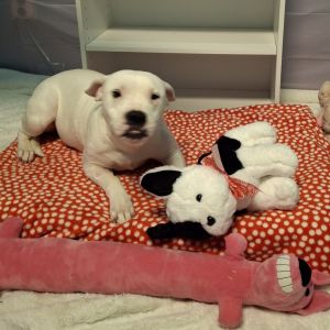 Winter Mixed Breed Dog