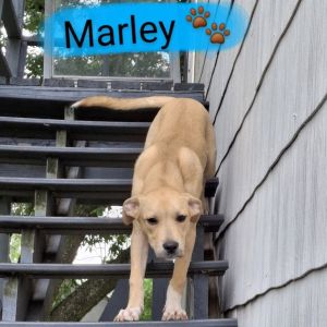 Marley 2025 Labrador Retriever Dog