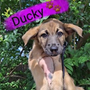 Ducky 2025 Labrador Retriever Dog