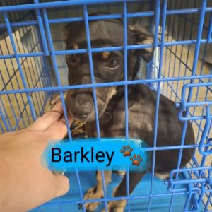 Barkley 2025 Chihuahua Dog