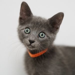 Hello Im very talkative and super playful I love to meet new people and play with other cats I 