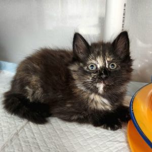 Hi there Im a cute little kitty looking for my forever home and family I can be a bit shy