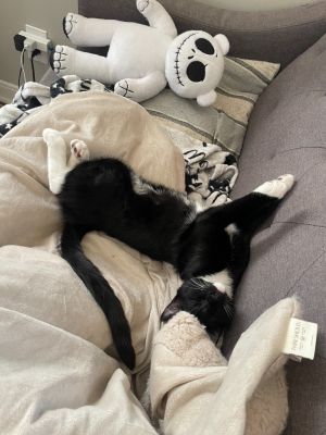 Zuko, Baby Male Domestic Medium Hair