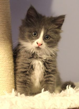 Puma, Baby Female Domestic Medium Hair