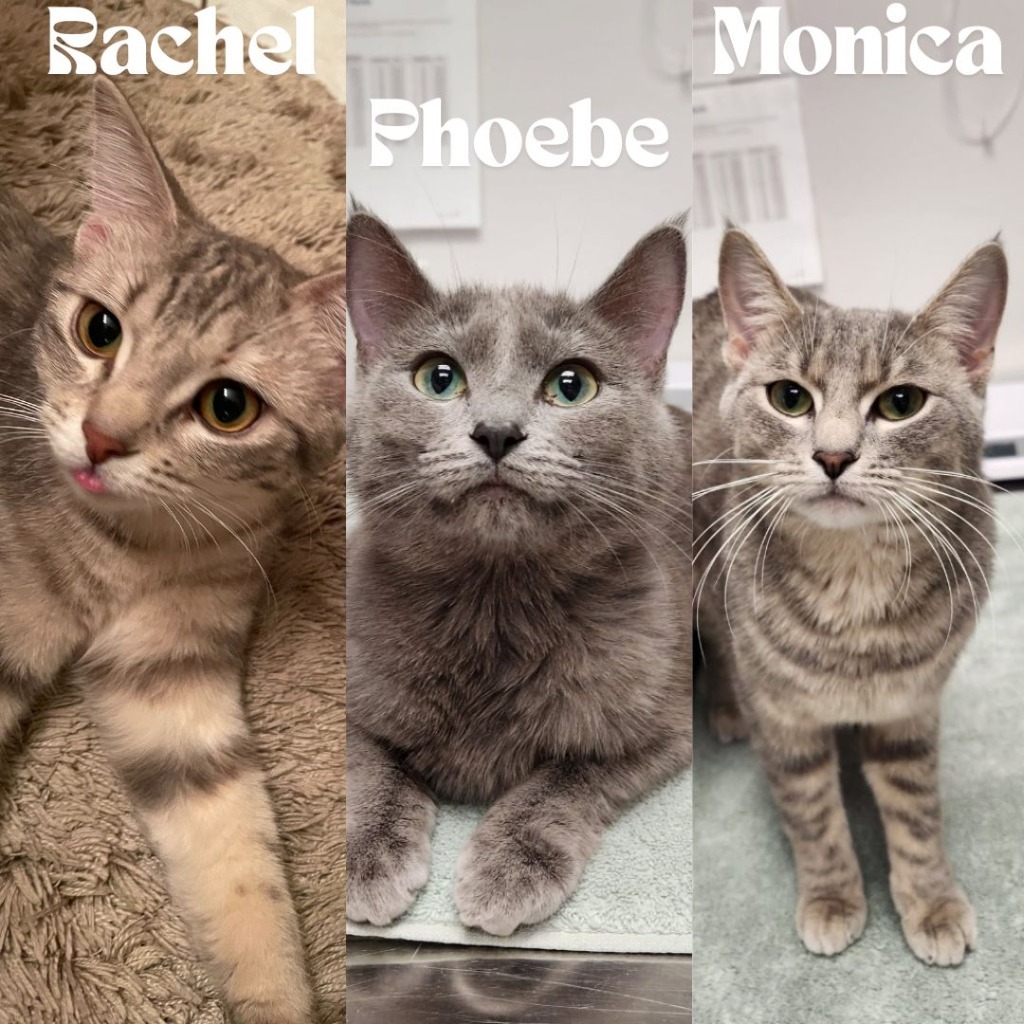 Rachel / Monica / Phoebe