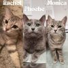 Rachel / Monica / Phoebe photo 1