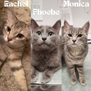 Rachel / Monica / Phoebe, Adult Female Domestic Short Hair