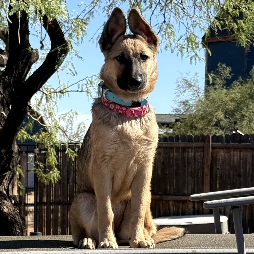 Tsunami, an adoptable Shepherd in Wickenburg, AZ, 85390 | Photo Image 1