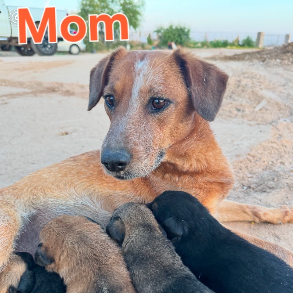 Tsunami, an adoptable Shepherd in Wickenburg, AZ, 85390 | Photo Image 2