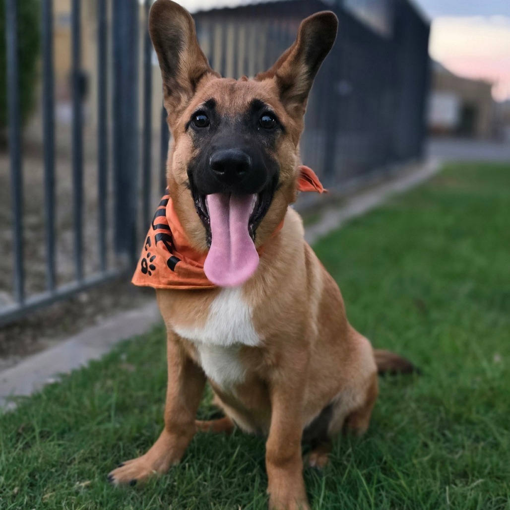 Cyclone, an adoptable Shepherd in Wickenburg, AZ, 85390 | Photo Image 1