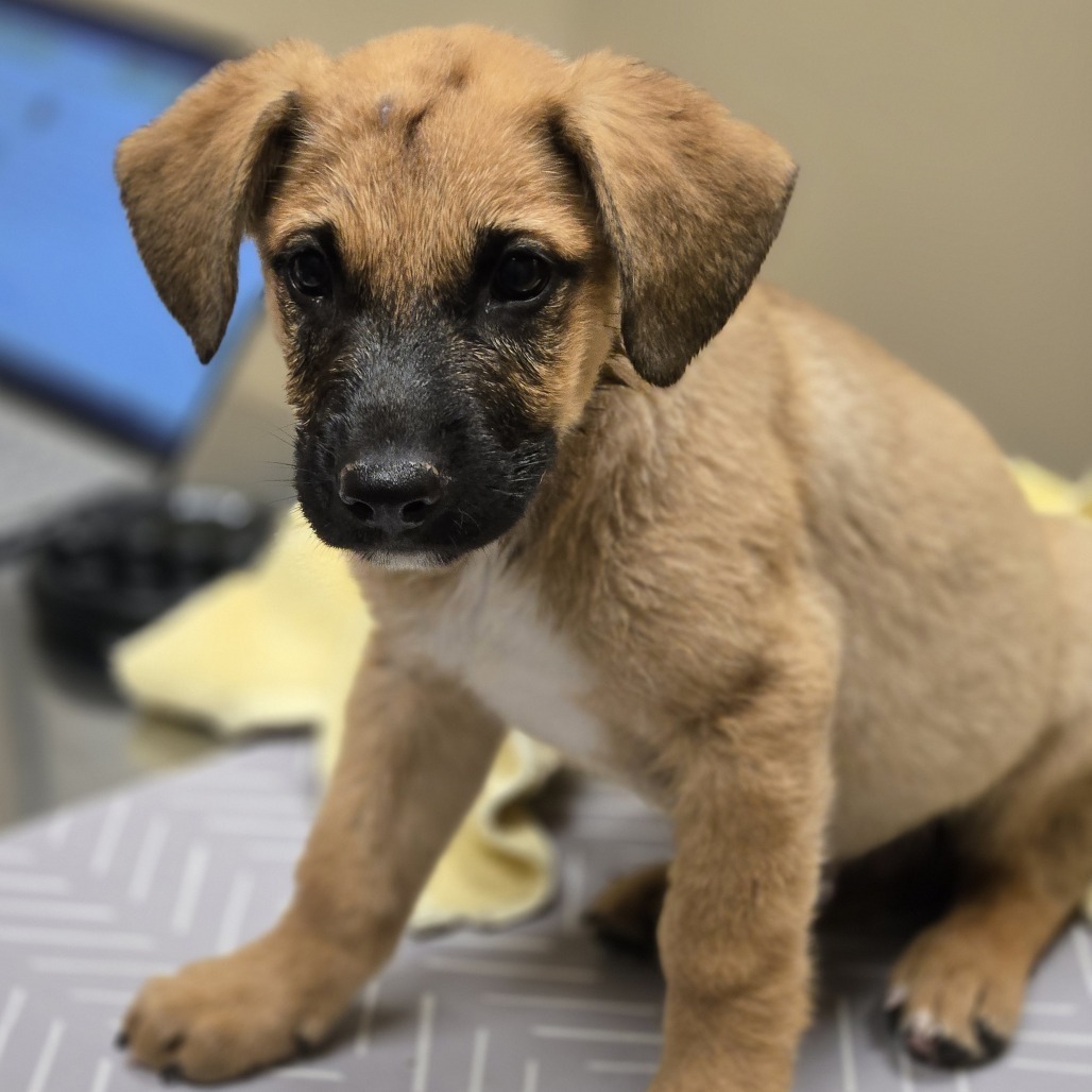 Cyclone, an adoptable Shepherd in Wickenburg, AZ, 85390 | Photo Image 3