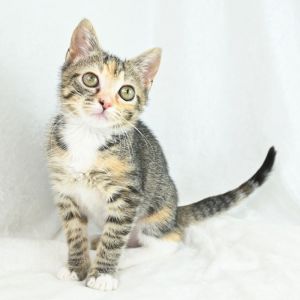Asha Gray, Baby Female Domestic Short Hair