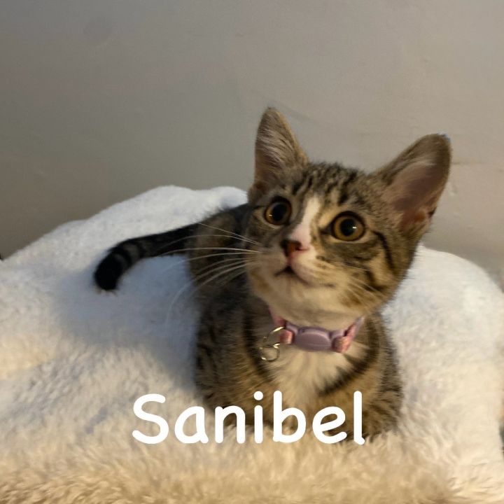 Sanibel (Lowe 3) 2