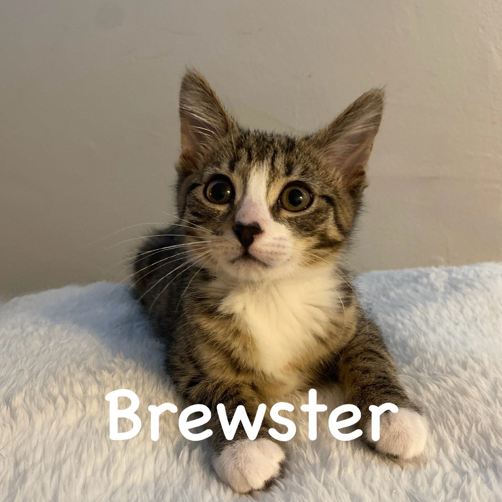 Brewster (Lowe 1)