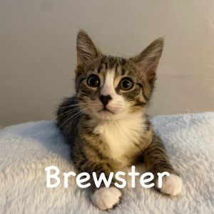 Brewster (Lowe 1), Baby Female Domestic Short Hair