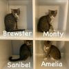 Brewster (Lowe 1) photo 2