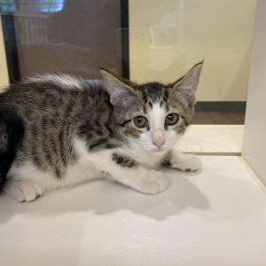 Salsa Domestic Medium Hair Cat