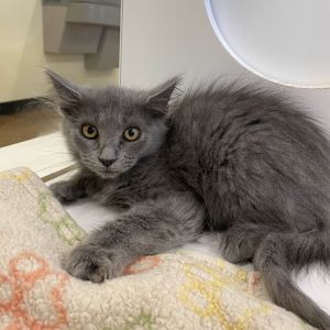 Tamale Domestic Long Hair Cat