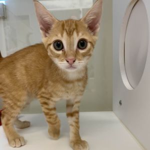 Chamoy Domestic Short Hair Cat