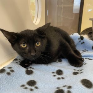 Bean Dip Domestic Medium Hair Cat