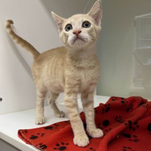 Elote Domestic Short Hair Cat
