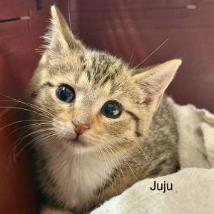 Juju