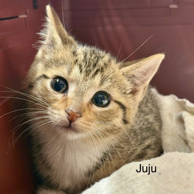 Juju