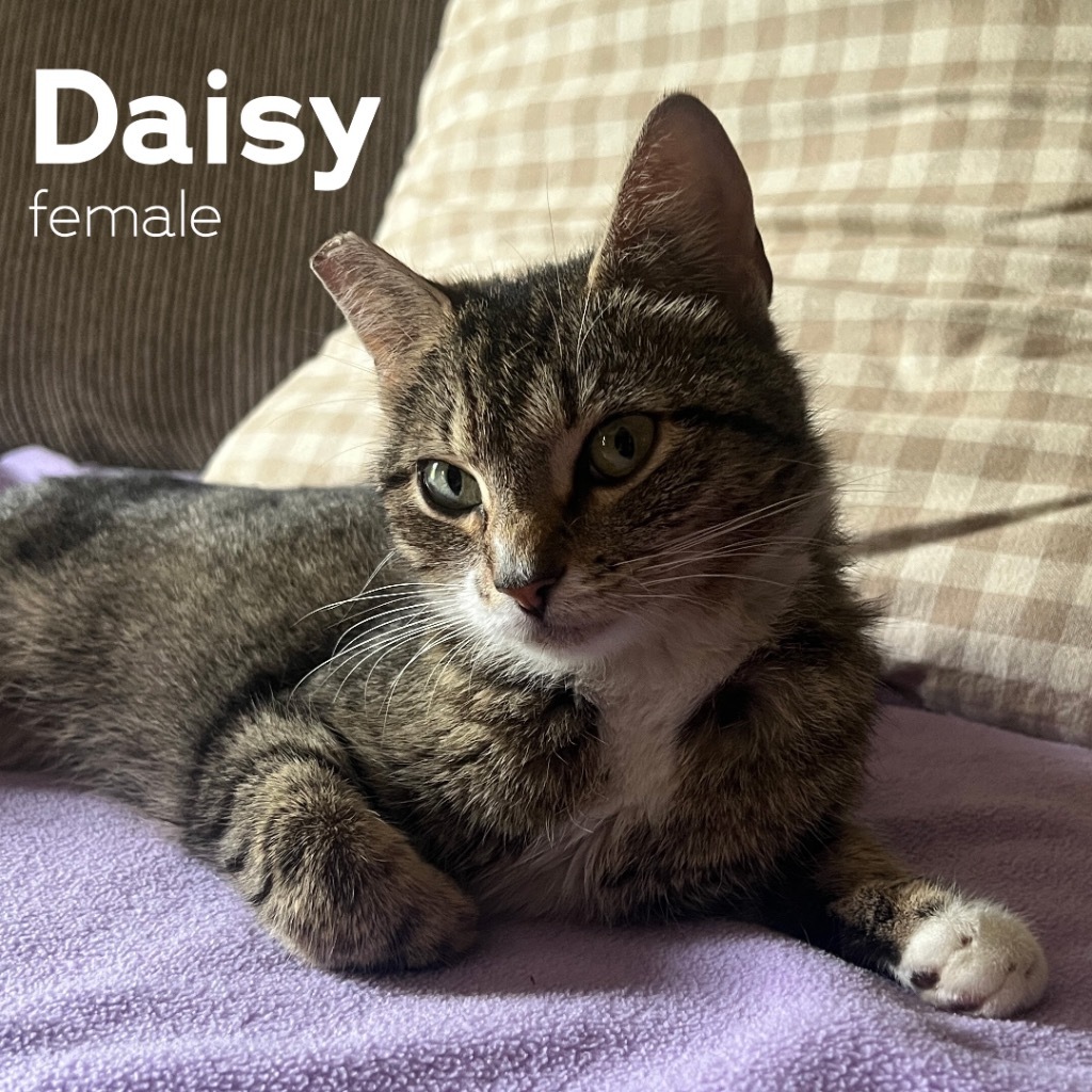 Daisy
