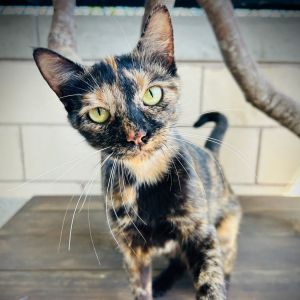 Marble, Adult Female Domestic Short Hair