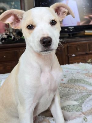 Audrey