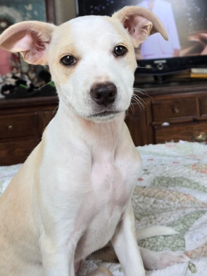 Audrey