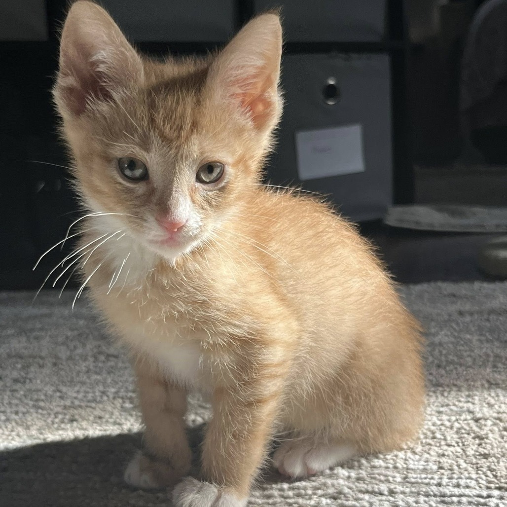 Chester