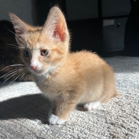 Chester